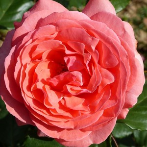 AMELIA (floribunda)